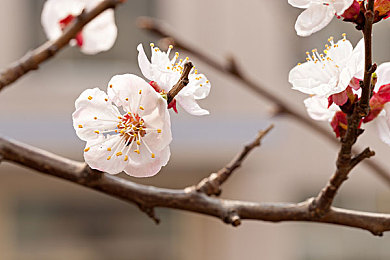 男人日美女软件:虚拟偶像搭档深度融入,革新赛车模拟游戏体验今日上线-2