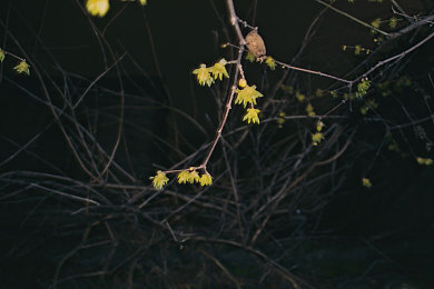 性直播:《赛道风云:直播竞速》今日上线,真实直播互动重塑赛车游戏体验-2