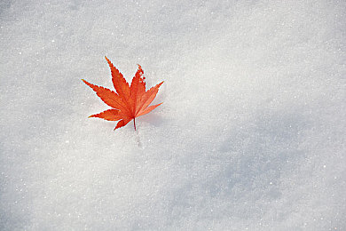 英语老师的小兔兔:语法飞车闯关大冒险,萌宠赛道学英语奇遇记-3