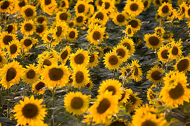 网爆黑料：极限竞速地平线5隐藏车辆获取指南，实测解锁三款稀有车型