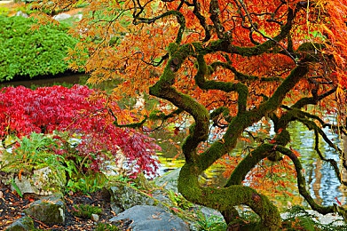 巴厘岛spa三次高潮：极限竞速地平线5评测，驾驶冥想带来三重沉浸体验-2