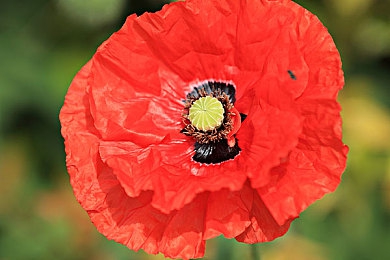 火爆社区向日葵ios：极限竞速地平线专业攻略，征服赛道与社区的全指南-4