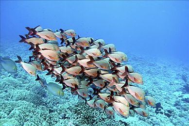 页面升级狼友：硬核赛车新趋势，深度改装与策略进化引爆玩家圈-2