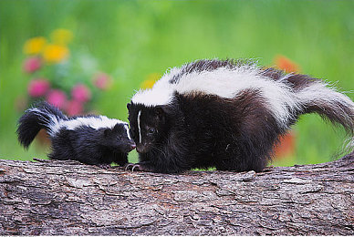 日本卡一卡二卡三：三大流派制霸赛道，全新卡牌竞速游戏引爆策略对决热潮-4