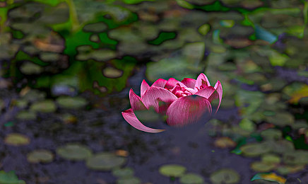 黄色软件3.0oppo免费：极速改装新版本上线，真实物理引擎打造个性化赛车