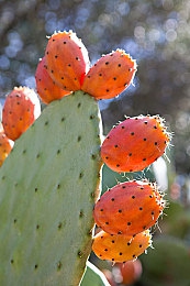 紧急通知界面访问升级中狼人：极速飞驰中的暗影角逐，谎言与引擎的轰鸣交响-3