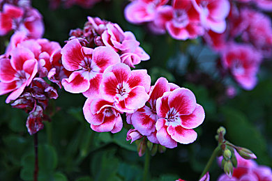 东北女人毛茸茸：寒霜竞速传奇，坚韧女性于极境狂飙-3