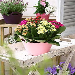 萌白酱极品名器：虚拟偶像座驾降临开放世界，个性跑车引爆驾驶新体验-2