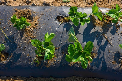 国产精品久久久久久久免牛肉蒲团：东方幻想竞速新作，九重天耐力赛考验策略与持久力-4