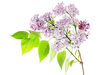 黄色软件污染：极速净化战车驰骋赛博都市，重塑数字世界清新秩序-3