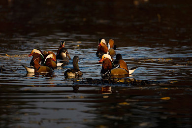 阿娇与冠希13分钟49秒的特点：霓虹都市环线极限纪录，双车切换策略全解析