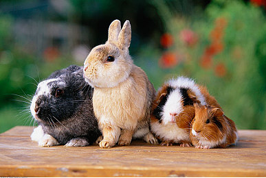 榴莲视频污污：地下赛车手直播飙车新游，双线竞速引爆虚拟互动狂潮-3