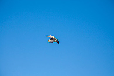 黄色软件app下载3.0.3免费vivooppo版：都市飞车3正式上线，移动端竞速游戏迎来全新标杆-4