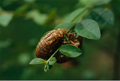 火影18十免费解锁版漫画：疾风赛道，忍术竞逐，原创篇章待启程-2