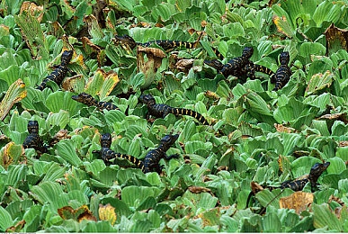 富二代,绿软分享：墨西哥风驰，地平线五的豪车调校与数字车库盛宴-4