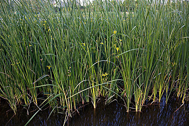 体育生自卫：街头狂飙新手指南，从生存到征服的竞速之道-4