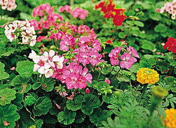 黄色App0.33：复古像素赛车新版本上线，动态天气与隐藏路线揭秘独特驾驶体验-2