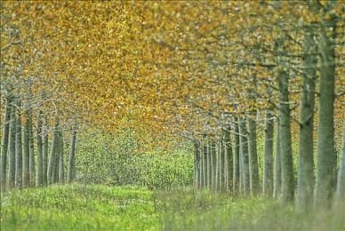 十大禁止app：虚拟都市法外生存指南，巧妙利用系统漏洞称霸街头-2