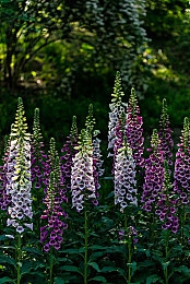 17c呱呱爆料：疾速共生，都市车魂的觉醒与驰骋-3