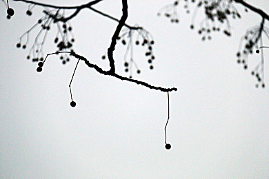 男男帅哥搞基小蓝gay：极速同轨全新DLC上线，双雄羁绊驱动竞速新纪元-2