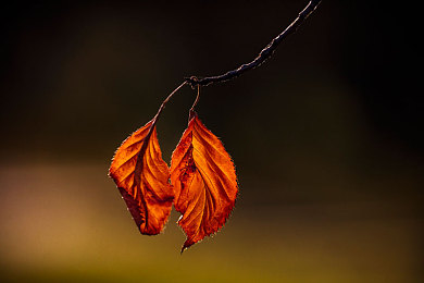 WWWe黄色：墨西哥黄金时刻，竞速与光影交织的视觉诗篇-2