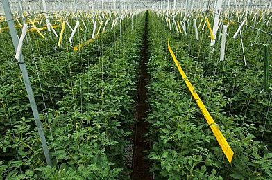 黄色软件app下载安装:极限竞速地平线5,墨西哥狂野飙车与深度改装体验-4