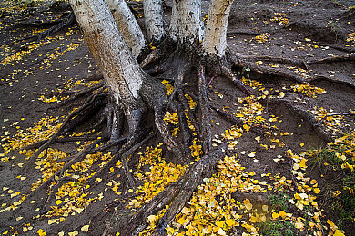 黄色软件下载安装3.3.0大全：沥青舞台上的速度智慧考验-3