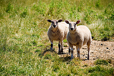 拔罗卜不盖被子：极限农场硬核竞速，暴风雨前抢收争分夺秒-2