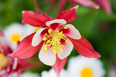 正能量不良网站w：极限竞速地平线5新攻略，在墨西哥开放世界体验正向竞速文化