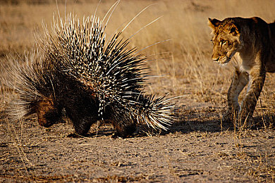蝌蚪窝一个释放的：墨西哥旷野，从引擎轰鸣中破茧的极速之旅-2