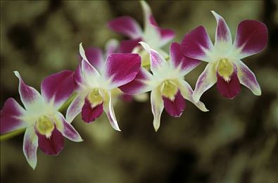 女生玩男生的坤坤：极速狂飙见证女性赛车手打破刻板印象，驰骋虚拟赛道-4