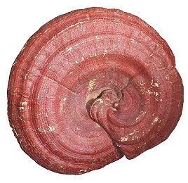 机机对机手机无需下载安装：云端极速对决，即点即赛畅享真实竞速-3