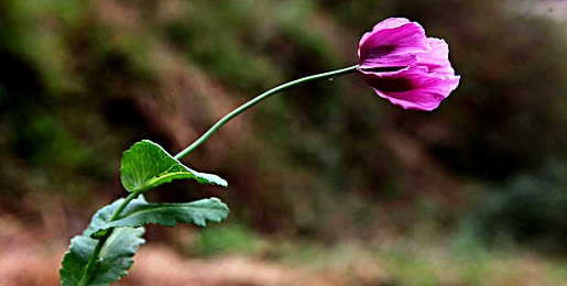 软件下载3.0.3免费oppo版破解大全2023最新儿童：2023儿童驾驶启蒙新作深度评测，揭秘汽车乐园教育设计巧思-3