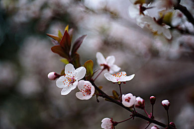 男生因困放在女生困困里：双轮相依，绝境共驰的废土旅人-3