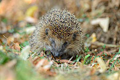 一小孩和妈妈摘萝卜黄：《田园物语：亲子收获季》今日上线，体验真实农耕与温馨家庭协作驾驶-2