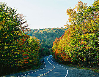 一个蝌蚪释放的网站：从生命到引擎，体验进化竞速的奇幻旅程-4
