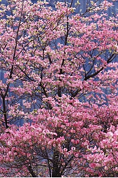 亚洲综合网一区：极速霓虹，交错都市的竞速传说-5