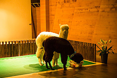 三上悠亚10部番号必看：极速烙印，十部不可错过的赛道传奇编年史-3