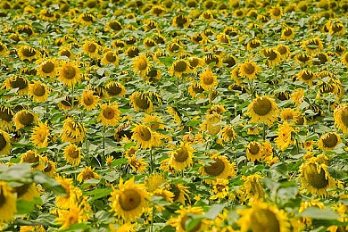 成人国产电影：水墨胎痕，节气赛道上的东方竞速诗篇-2