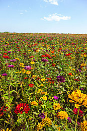 男生的香蕉戳女生的桃子：果味竞速新作今日上线，双生座驾上演攻防激战-2