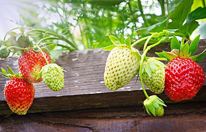 男生和女生一起羞羞的app:双人共驭,极速同行,默契升温竞速之旅-2