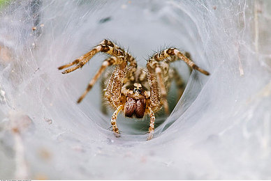 黄版APP：黄金进化论点燃赛道，硬核改装打造你的专属传奇-5