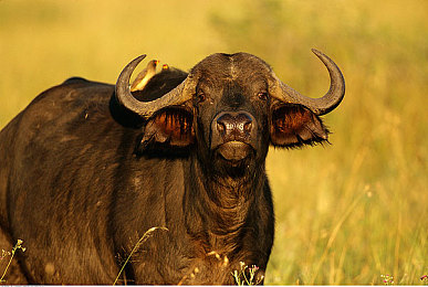 91网爆黑料:经典重制版幕后揭秘,街头赛车新攻略与深度解析-3