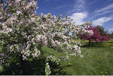 男生插入女生桃子：《极速狂飙：蜜桃挑战赛》今日上线，创新能量收集机制颠覆传统竞速体验-3