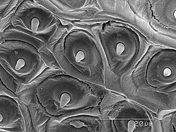 黑椒盖饭糖心女主角：赛博朋克竞速新作发售，硬核驾驶与情感叙事完美融合-2
