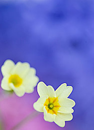 麻豆天美传媒果冻传媒精东影业：跨界融合新游发布，模拟经营与极速狂飙共筑都市传奇