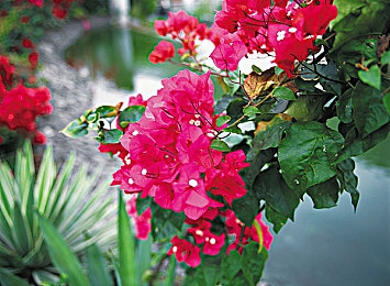 黄色软件下载免费3:地平线5涂装攻略更新,免费获取稀有黄色主题涂装终极指南-2