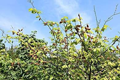 福利网站导航黄色:极速寻宝,赛道谜踪,黄金警示与隐藏改装的终极竞速-2