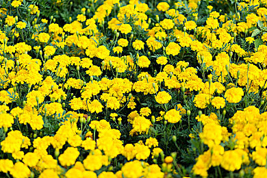 十八禁止下载：驾驭速度的艺术，成熟玩家专属的墨西哥狂飙之旅-4