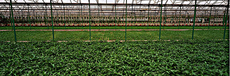 扒哥黑料：街头车神暗影档案，用对手秘密赢得竞速-3